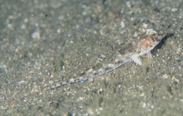 Callionymus variegatus